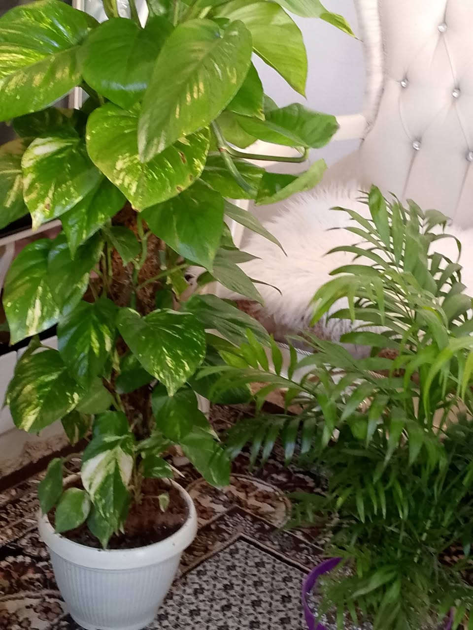 خلي بيتك يزهي للنباتات راحة نفسية


**إذا كنت صاحب هذا الإعلان وتريد حذفه لأي سبب، رجاءا أرسل رسالة إلى الدعم الفني**