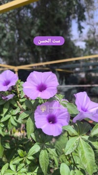 ست الحسن • مجد الصباح • مخلب القط