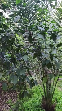 تطعيم أشجار • قلم لحائي • الهويدر