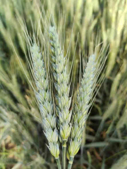 مزارعينـا الكـرام 💐

💫يتوفر لدينا وبفضل الله حنطة انتلو ANTILLE F1 🌾
الصنف المميز من شركة apsov الايطالية 🇮🇹

✔️ انتاجية عالية  تصل الى اكثر 1.700 كغم في الدونم 
✔️ مقاومة الى الاضطجاع 
✔️ تحتاج الى عدد ريات متوسطة  مقارنة بالاصناف الاخرى 
✔️ متوسطة التبكير مناسبة للزراعة المبكرة او المتأخرة 
✔️ مقاومة للاصداء 
✔️ مقاومة للسبتوريا
✔️ معدل ابذار  30-40 كغم بالدونم
✔️انتاج #2025

للحجز والاستفسار مراسلة الصفحة 

📍العنوان كركوك طوبزاوه قرب مول الأخوين 
***********
***********
