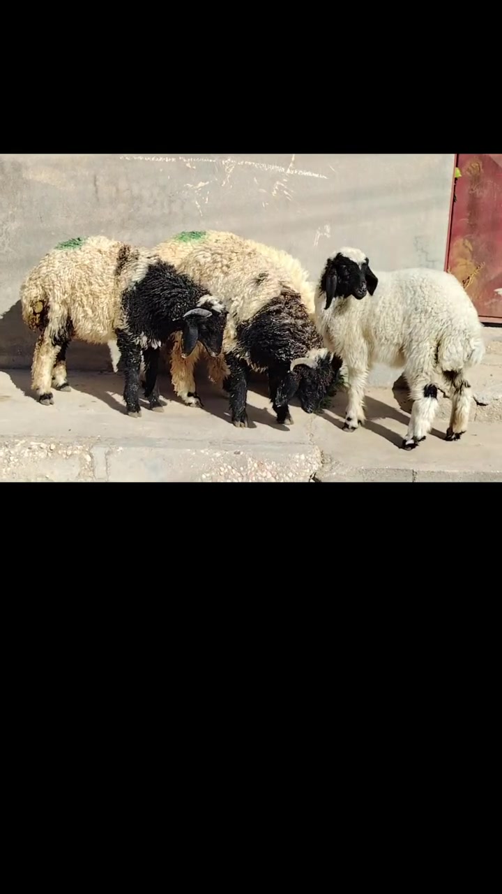 للبيع طليان عدد 3 +فطيمه 1
مالات جنيه حلوات وناصحات كفاله شرط نصاح
سمان يرهمن ذبايح ويرهمن جنيه 
وصلن زوج، ٥٤٠ الف مابعت اليمه زود عليهن يتواصل وياي
العنوان القائم الكرابله للتواصل
***********
***********
