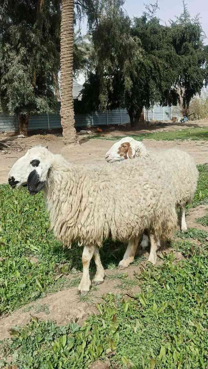***********
السلام عليكم متاح نعاج عدد ٢ وحده كريشيه وحده عرجليه 
مكاني بغداد التاجي الي يريدهن يتصل ويدلل
***********
