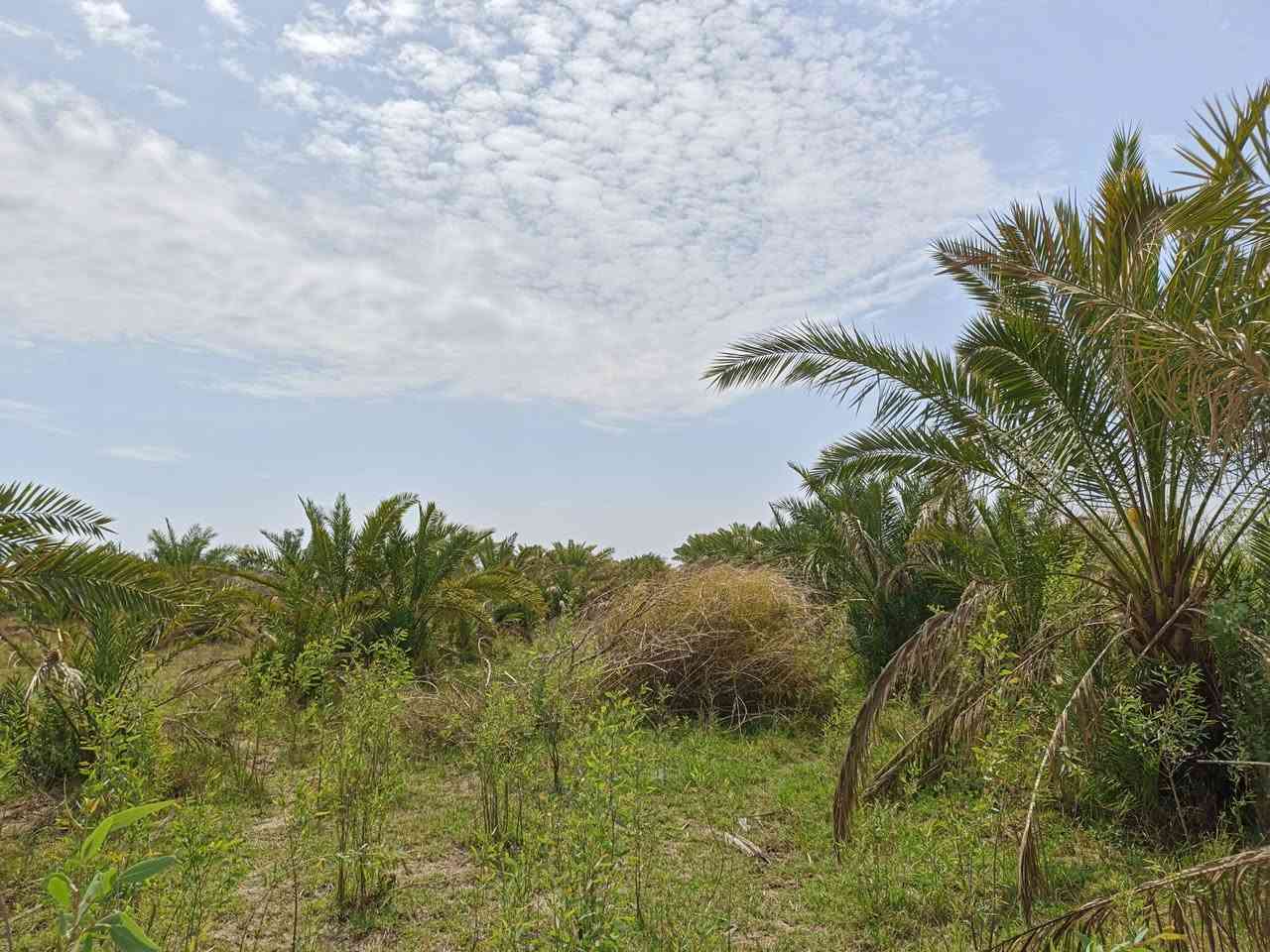 سلام عليكم أرض زراعيه للبيع العدد (أربعه4) دونم المكان ذي قار قضاء النصر قرب محطة قريب على المستشفى الجديد السعر خاص+ شراي تعال خاص مو شراي لاتعبني ولاتعبك رقم الهاتف ***********
