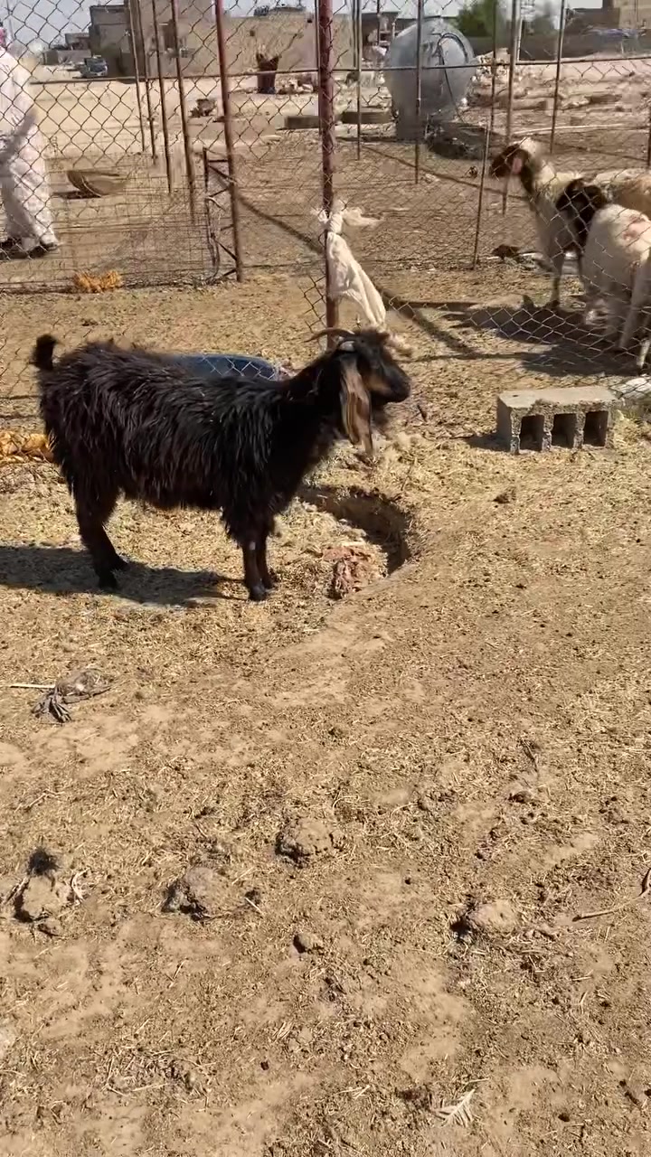 ‏بسم الله ما شاء الله

‏أخوان جبنا لكم أم ثاني بطن عنز قشر شرط على كل عيب تسحك أخضر 

‏يابس العنز الجبه شرط الانصاح علا كل عيب سعرها 175وها مجال الشراء أي استفسار ‎ *********** المكان حديثه الخفاجيه
