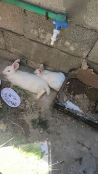 ارانب • زوج • نتفاهم