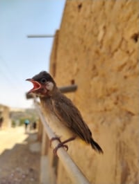 بلبل أليف • للبيع • السعر ممكن