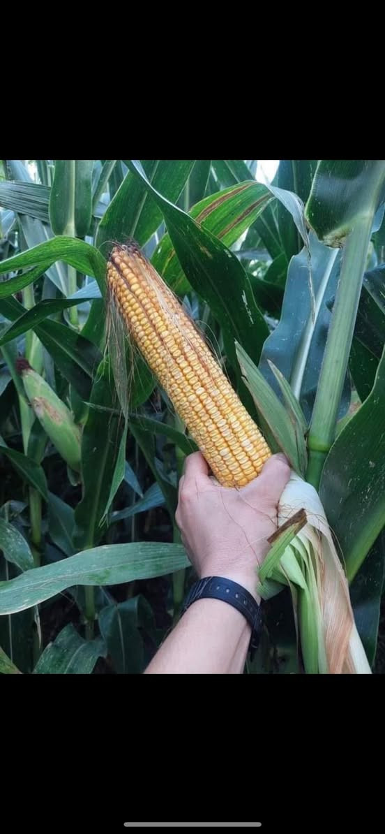 ⸻

🌾 على بركة الله نبدأ موسم الخير 🌾
تجهيز الفلاحين بالذرة للموسم الخريفي 2026

نوفر لكم أفضل أصناف الذرة عالية الإنتاجية:
✔️ يوغسلافي
✔️ تورو
✔️ دراخما
✔️ أمريكي
✔️ كرواتي

🌱 بذور مضمونة – إنتاج وفير بإذن الله 🌱

📍 الموقع: كركوك – الحويجة
🚚 خدمة توصيل متوفرة لجميع المناطق

📞 للحجز والاستفسار:
***********
***********

✨ مكتب المنزلة الزراعي – ثقتكم رأس مالنا

