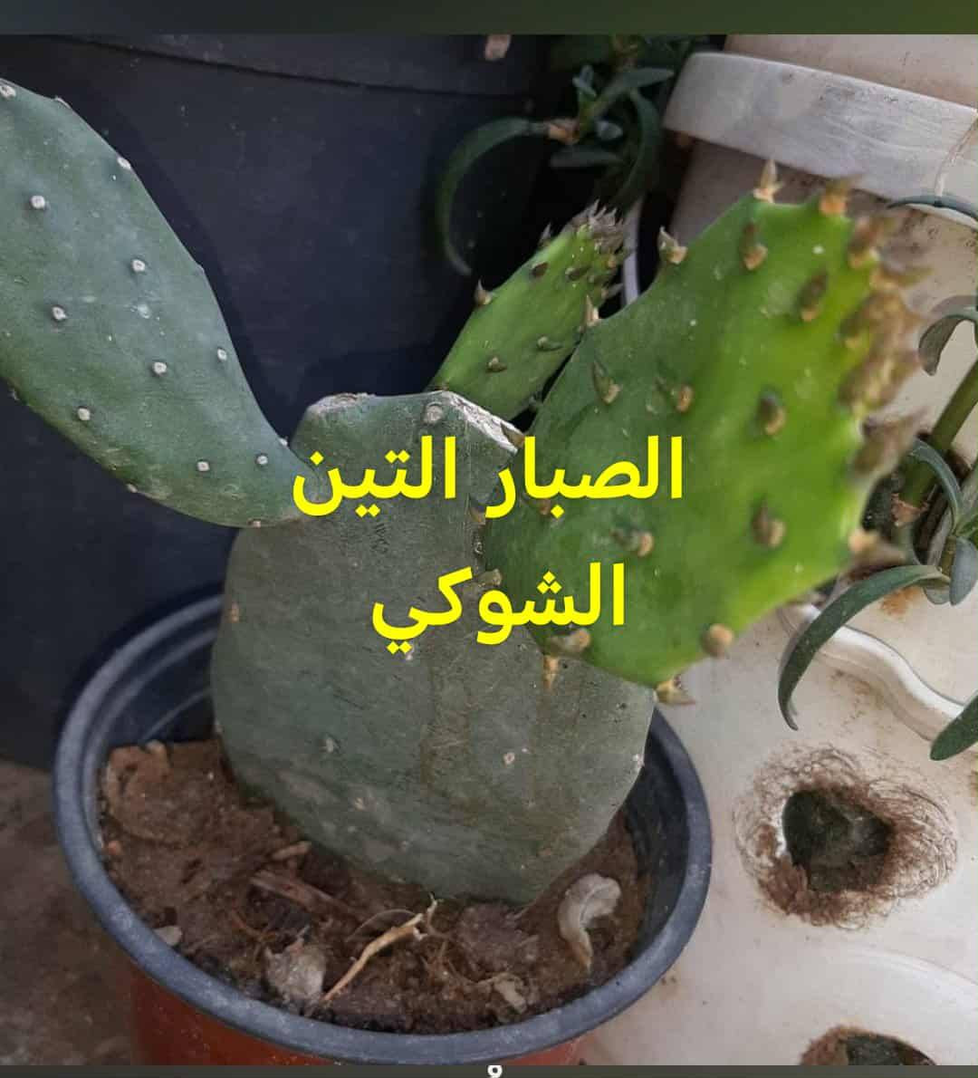 متاح لدينا شتلات نبات الصبار التين الشوكي لطلب والحجز واتساب ***********
السماوه أو مراسلة الصفحه يوجد خدمة توصيل طلبات داخل السماوه
