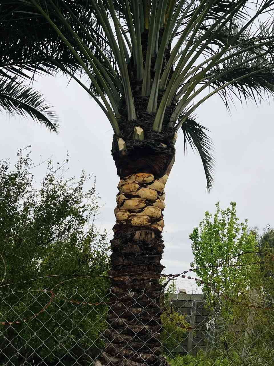 السلام عليكم ورحمة الله وبركاته 
مستمر ان شاء الله بتكريب النخيل اي شخص عندو نخلة تريد تكريب او تنضيف او اي شي بس يتصل 
والي عندو نخلة بيها فسائل يريدن قلع يتصل ويدلل 
للأتصال ***********
