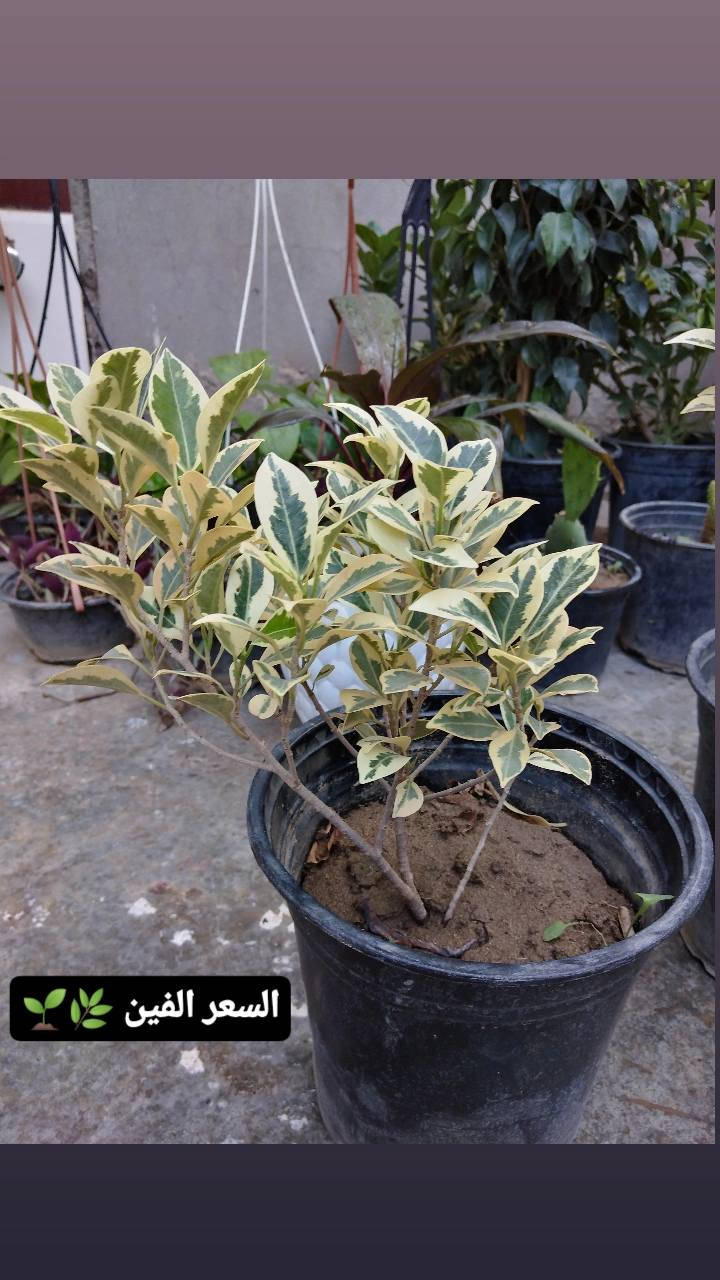وصلوو وجبه جديده ورد ضلي 🪴
🌿 بيع ورد طبيعي ومنعش
🚚 توصيل مجاني داخل هبهب
📍 أقرب نقطة دالة: قرب مدخل المجمعات
📩 للطلب مراسلتنا خاص


**إذا كنت صاحب هذا الإعلان وتريد حذفه لأي سبب، رجاءا أرسل رسالة إلى الدعم الفني**