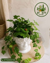 نبات الهيدارا المتدلي مع سندان الوجه 🪴 📞 للحجز والاستفسار: 07702004150...
