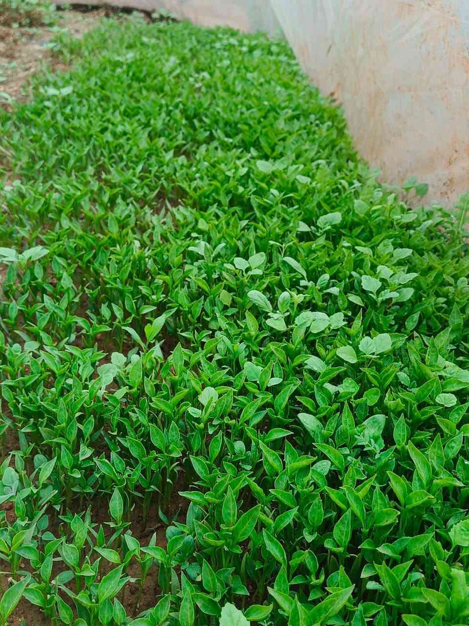 السلام عليكم
يوجد شتل فليفله
للتواصل ***********
