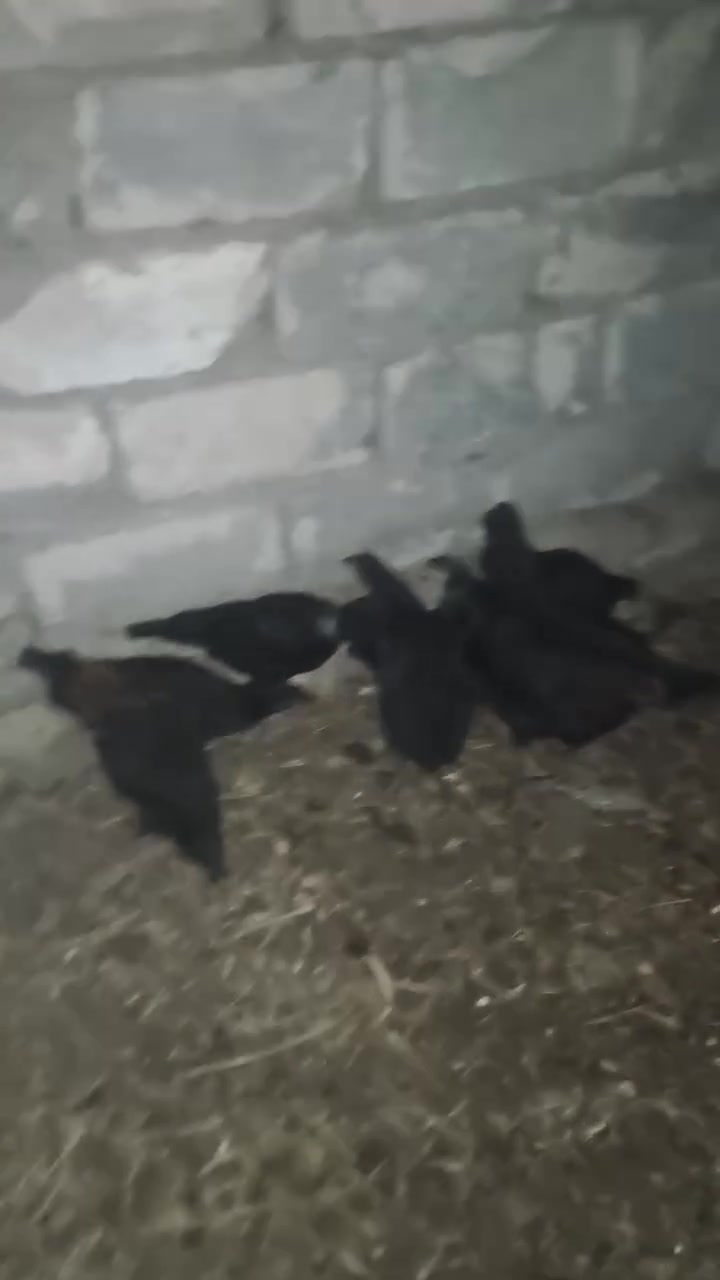 السلام عليكم إخوان متاح ٩ جاج وديك واحد عل وجه مبياض ناصحات وخشنات ما شاء الله سعرهن شلع ب ١١٥ وإذا مفرد يختلف السعر العنوان حقلانية  شراي يراسلني خاص ويدلل


**إذا كنت صاحب هذا الإعلان وتريد حذفه لأي سبب، رجاءا أرسل رسالة إلى الدعم الفني**