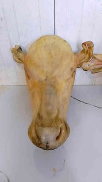 باجة عجل • ٥كيلو • النجف الأشرف