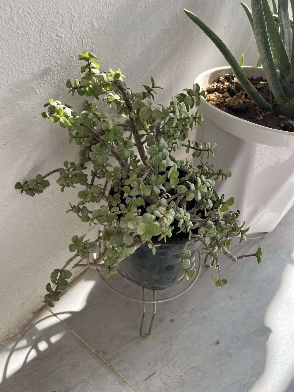 غراض للبيع نظيفات


**إذا كنت صاحب هذا الإعلان وتريد حذفه لأي سبب، رجاءا أرسل رسالة إلى الدعم الفني**