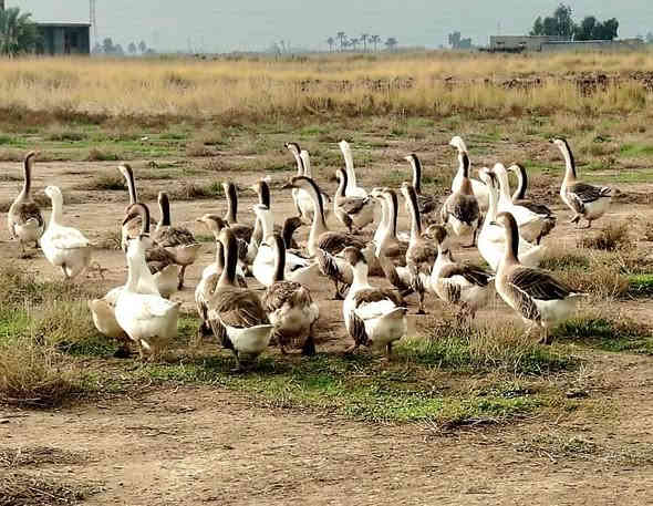 للبيع للبيع 
وز عراقي و بولغاري 
وزن ممتاز جدا 
سعر الزوج[ 55] الف 
وبي  مجال 
العنوان: ديالى/ دلي عباس 
رقم هاتف ***********
