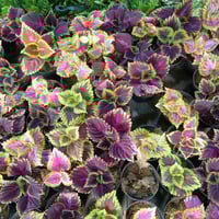 #وصول_وجبة_نباتات_جديده(ضلي+خارجي) #خدمة_توصيل نباتات تصلك لغاية باب ب...