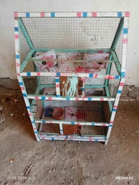 اقفاص • طيور حب • بلبل تمر