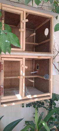 قفص طيور • كوكتيل وغندور • دبل خانة