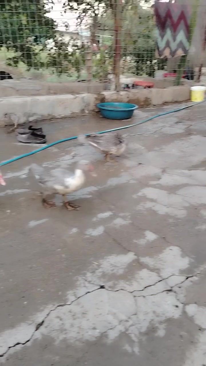 للبيع ***********
