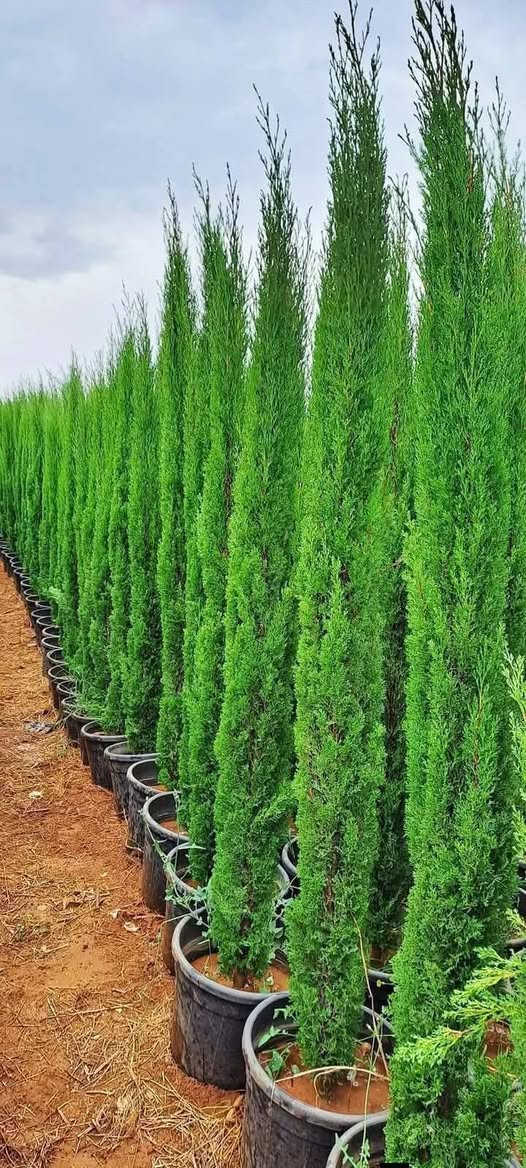 🌿 مشاتل نبتة 🌿
نوفر لكم أشجار السرو الإيطالي بجودة ممتازة ومظهر أنيق يناسب الحدائق والمنازل والمزارع.
✅ الارتفاع: متران تقريباً ✅ أشجار قوية وصحية ✅ مناسبة للتنسيق والتشجير
💰 السعر: 15 دينار للشجرة
🚚 توصيل مجاني
كما نوفر خدمات: 🌳 تنسيق الحدائق المنزلية 🌿 زراعة وتركيب الأشجار والنباتات
📩 للاستفسار وطلب الكميات التواصل عبر الخاص. 🌱


**إذا كنت صاحب هذا الإعلان وتريد حذفه لأي سبب، رجاءا أرسل رسالة إلى الدعم الفني**
