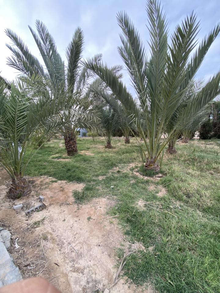 قطعة ارض للبيع المساحه دونم ونص على طريق كربلاء نجف تحتوي على اربع بيوت مرتبه وجاهزه وحديقه مساحتها نص دونم تحتوي على بئر ماء وأشجار مثمره تحتوي ايضاً على يبئر ماء من ضمن القطعه جاهزه من كافة النواحي للبيع للتفاصيل اكثر الاتصال على الرقم التالي ‭٠٧٨٧ ٠٨٨ ٤٥٤٥‬
