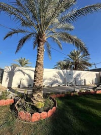 طريق بغداد كربلاء • عامود 50 • ٦٥٠م