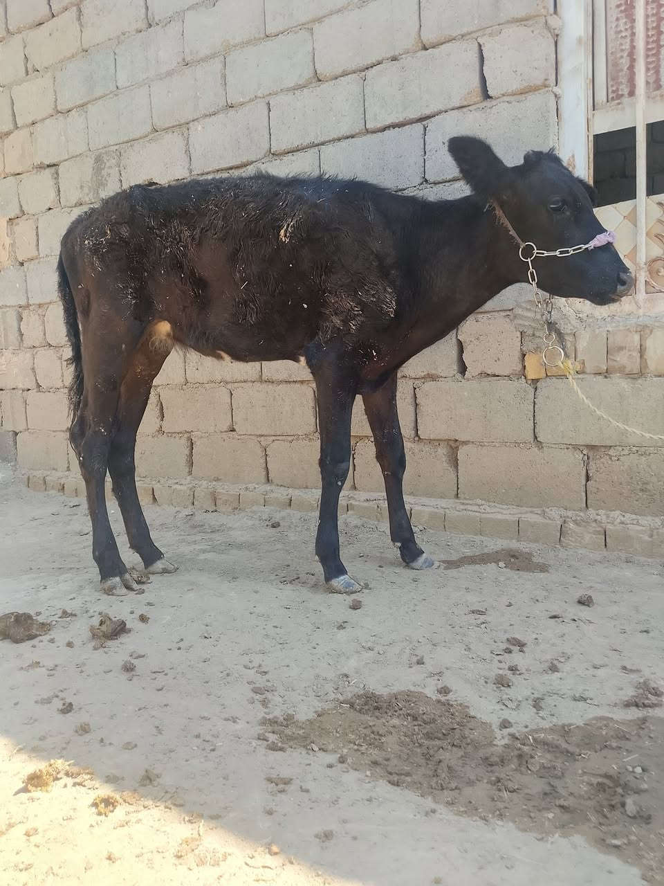الهم صلي على محمد وال محمد بجر للبيع الرتفاع 5بلوكات المكان بابل شوملي تصل عل رقم ***********الكورك بي واتساب ***********
