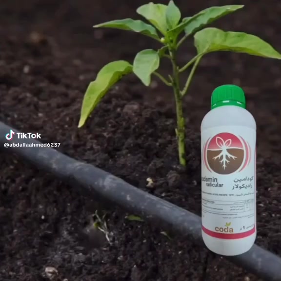 متوفر 
🟥  مجذر كودامين  راديكولار (Codamin Radicular ) 

✅• محفز حيوي يتكون من خليط متوازن من أحماض أمينية محددة من أصل نباتي، مع الفوسفور والبوتاسيوم والنتروجين .

✅• هذا المنتج له عمل مزدوج : (التغذية و التحفيز). 

✅• يعزز تطوير نظام جذر واسع وصحي .

✅• حجم أكبر من الشعيرات الماصة 

✅• في الظروف الغير مرغوبة (الحر، الرطوبة ، الجفاف، والصقيع، والسمية النباتية، وما إلى ذلك)، 

فإنه يغذي و يوفر طاقة إضافية للنبات، مما يساهم في انتعاشه السريع وتنشيطه الخضري . 
إنتاج -  شركة كودا الإسبانية -Coda Sas


**إذا كنت صاحب هذا الإعلان وتريد حذفه لأي سبب، رجاءا أرسل رسالة إلى الدعم الفني**