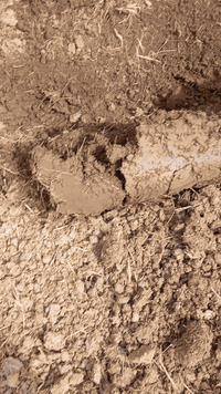 دكتر عنتر • كراب رباش • الشيخ حمد والحصيوة