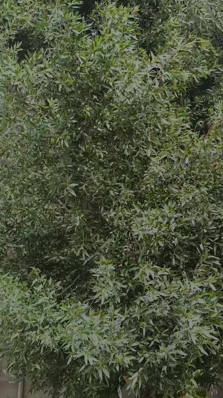 السلام عليكم دراجه سكنس نثيه كلشي بلادي مكينه ناعمه ما مفتوحه خرسه معنه الكلمه داخل املح كفرات ختم واحد كهربايات شغال سلف هندر شغال شرط نص نكره تشتغل لا تنقيص ولا تبخير تكعد صبح شغل وطلع صلنصه بلادي لا لحيم ولا شي للبيع 800 وبيه مجال قليل او مراوس دراجه نضيفه تسووااا المكان كربلاء حي العباس 0***********
