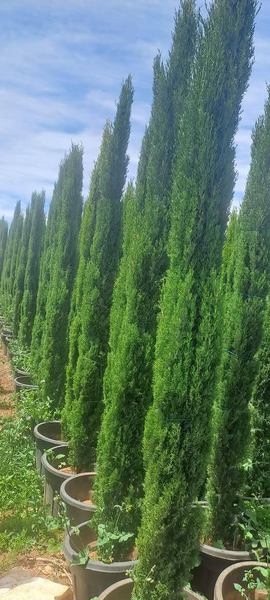 🔥🌲عروض وخصم خاص على شجر سرو🌲🔥
🔥🌲سرو توتم ايطالي النخب الاول بالمملكة 🌲🔥
🔥🌲متوفر شجر سرو عامودي توتم ايطالي 🌲🔥
🔥🌲جميع الاحجام الأسعار مناسبه للجميع 🌲🔥
🔥🌲خدمة توصيل مجانآ إلى جميع انحاء المملكه🔥 بس 9 دنانير🔥
للتواصل📞 0778240814 عمان, محافظة عمان


**إذا كنت صاحب هذا الإعلان وتريد حذفه لأي سبب، رجاءا أرسل رسالة إلى الدعم الفني**