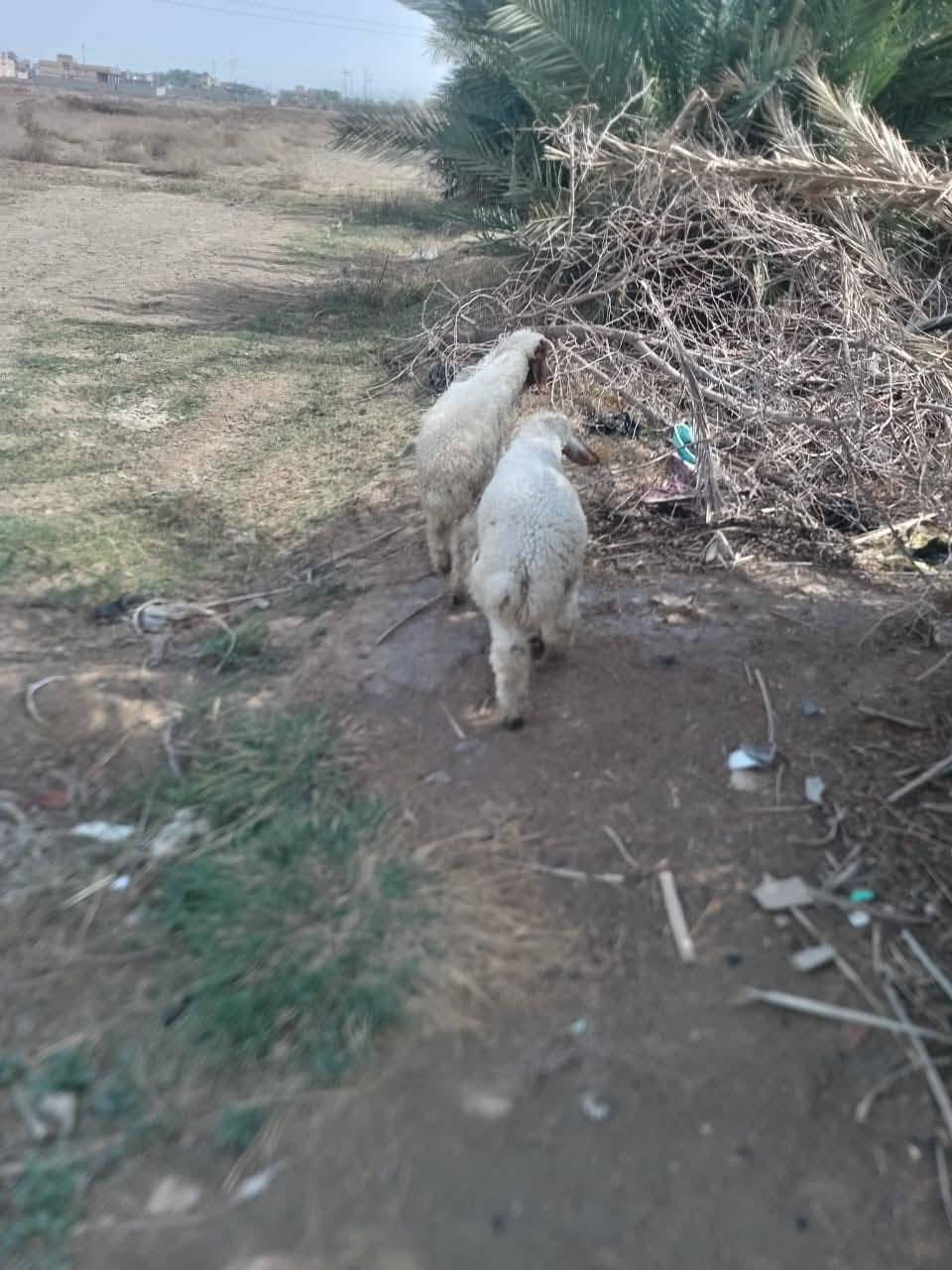 زوج للبيع ب370بلاش عمي وين ذباحه وين العده نذر وينهم مطلوب ومستعجل ع بيعتهن
***********
