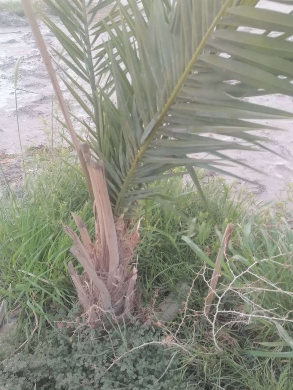 دونمين للبيع في منطقة الفريحي قرب الامام الشريف ع مزروعه نخل وبعض الاشجار الضليه والمثمر وعليه شارع تبليط وكلشي قريب عليه ومايه من الشط الفرات وجهتة على تبليط مكانه خرافي سعر قفل 20 وبيه مجال تفاصيل خاص


**إذا كنت صاحب هذا الإعلان وتريد حذفه لأي سبب، رجاءا أرسل رسالة إلى الدعم الفني**
