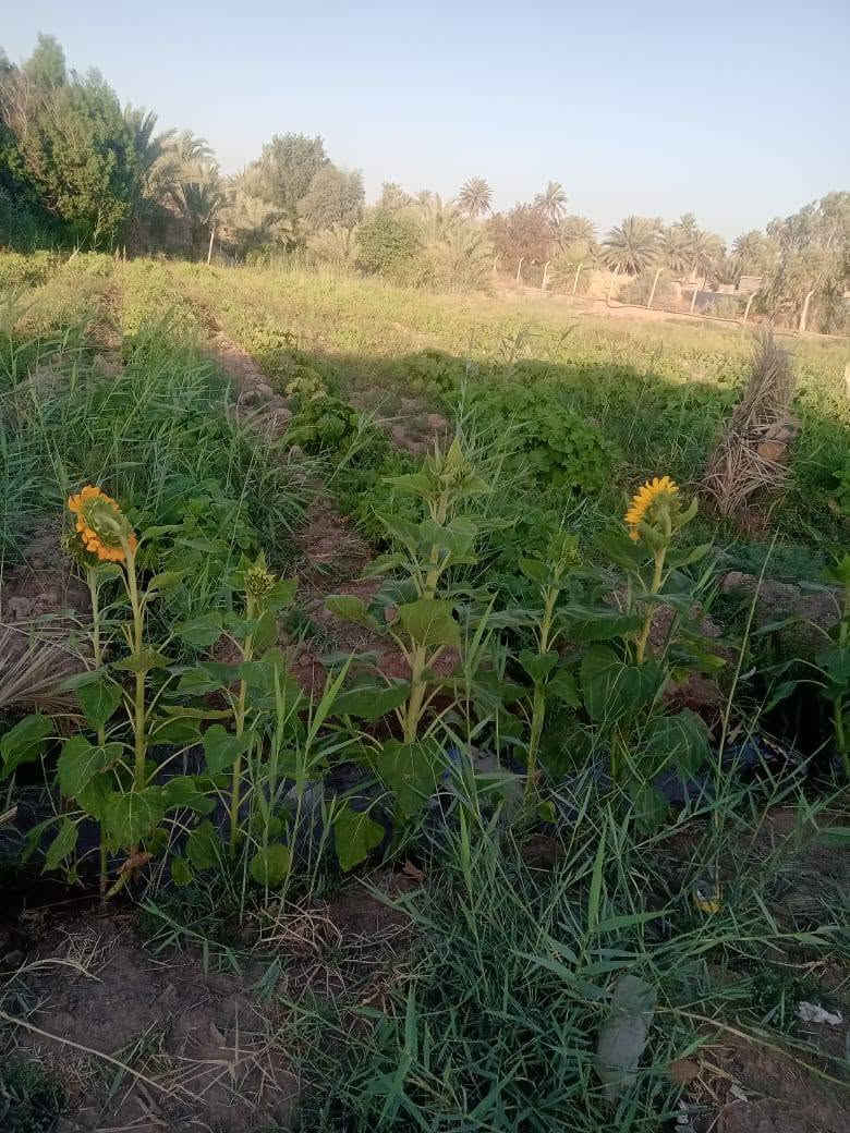 بيت للبيع بقرية المصيفي بصوب بني ركاب
