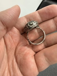 داودي • مصور • توصيل