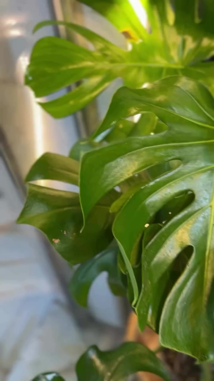 🌿✨ جمالية الطبيعة بدرجات الأخضر ✨🌿

أحيانًا يكفي تنسيق ذكي حتى تتحول السلات لقطعة ديكور مميزة.
تنسيق سلات الخوص الثلاثية مع نباتات مختارة بعناية مثل:

🌱 قفص الصدري الكثيف
🌱 دفنباخيا بحجم متوسط
🌱 فيلودندرون بيركن

يعطي تدرج رائع بين الأخضر العميق والأخضر الفاتح ليخلق لوحة طبيعية هادئة تضيف حياة وأناقة لأي زاوية في البيت.

💚 تنسيق بسيط… لكن نتيجته جمالية مختلفة تمامًا في المكان


**إذا كنت صاحب هذا الإعلان وتريد حذفه لأي سبب، رجاءا أرسل رسالة إلى الدعم الفني**