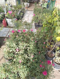 حمضيات • جوري سلطاني • مسيب المعلمين