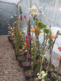 #ياعلي بفضل رب العالمين وصلت وجبه جديده من النباتات الخارجيه والأشجار ...