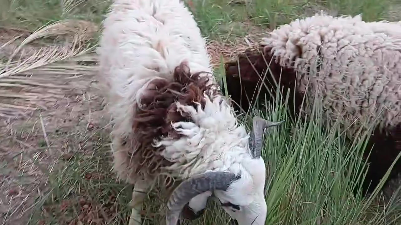 🐑🐑 طليين للبيع 🐑🐑

الأول: طلي جذع، صحة ممتازة ومربّى زين، وزنه أكثر من 45 كيلو، مناسب للذبح والتربية.

الثاني: طلي ذكر جذع، صحة ممتازة ومربّى زين، مناسب للذبح والتربية.

📍 الموقع: السماوة - بساتين الشرقية

.💰السعر خاص 

للجادين فقط، التواصل على الخاص


**إذا كنت صاحب هذا الإعلان وتريد حذفه لأي سبب، رجاءا أرسل رسالة إلى الدعم الفني**