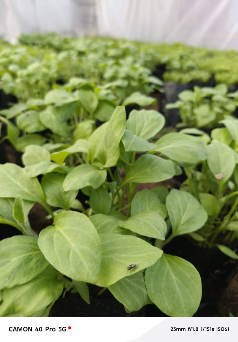 شتل باذنجان فلفل بارد فلفل حار  البيع *********** اسيا***********
