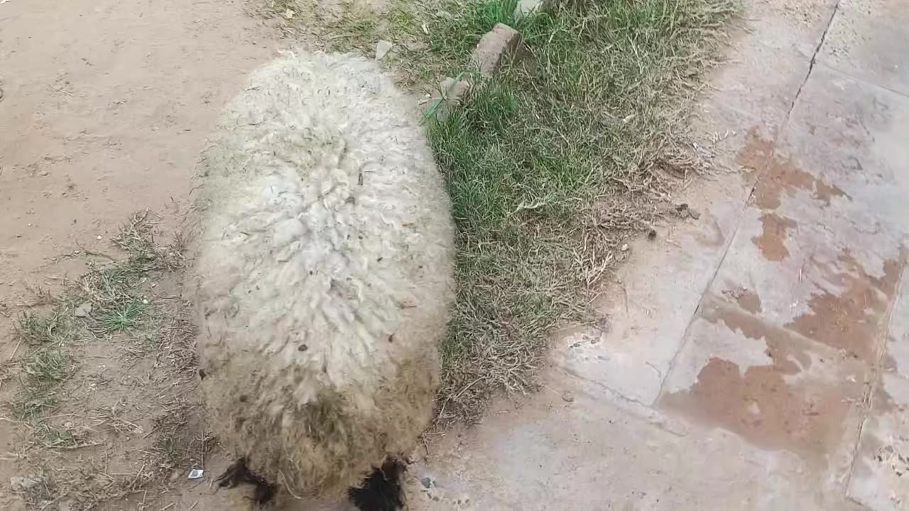 يوجدطلي فاخرشرط نصاحةالسعر190العنوان بيجي الحي العصري***********
***********
