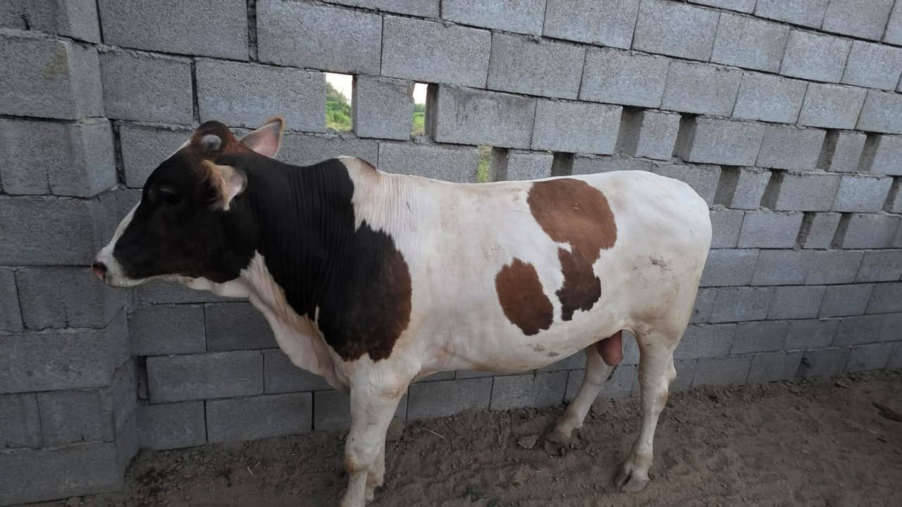 السلام عليكم هذا العجل القوزي مال الديره باجر ان شاء الله ينذبح في قصابة النعمان
لحم بعظم ١٥
لحم شرح ماكو محجوز
لحم مثروم ١٧
معلاك عجل ١٥
باجة عجل ٤
مقادم عجل ٤٠ التخم
باجات طليان ١٥ الف
للحجز والاستفسار ***********
ملاحضه البيع نقد نقد نقد حتى لو كان الزبون من الاهل
وحياكم الله
