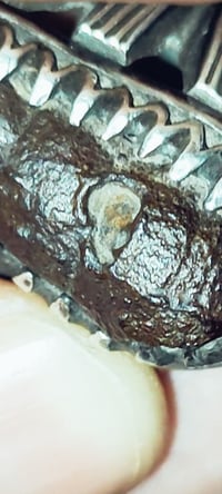 حجر مصور • سندباد • نادر