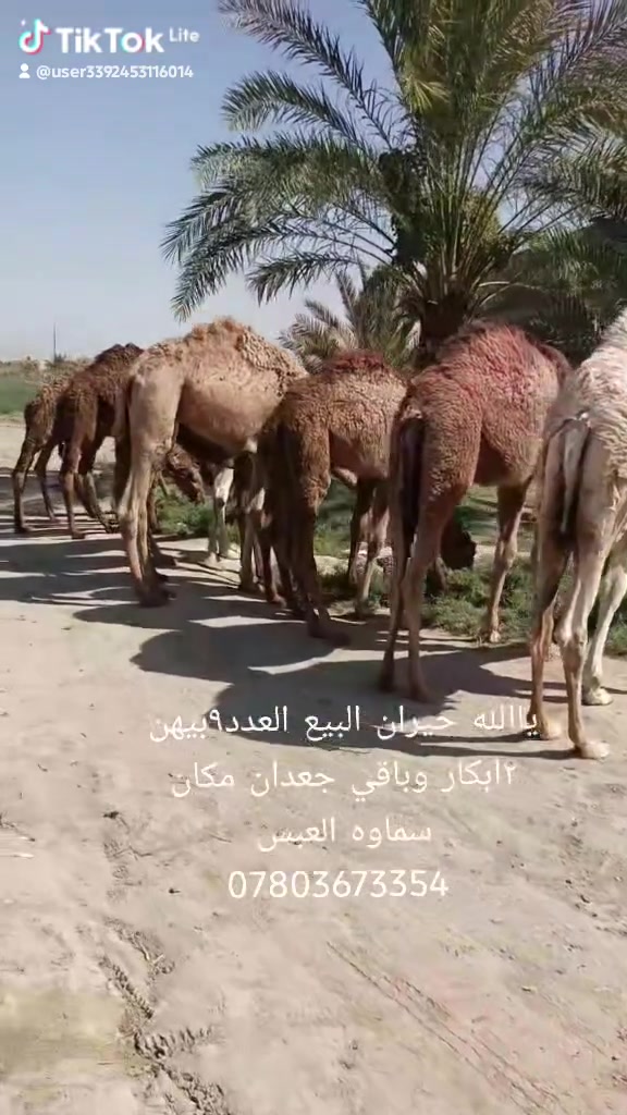 ياالله حيران البيع العدد٩بيهن ٢ابكار وباقي جعدان مكان سماوه العبس ***********
