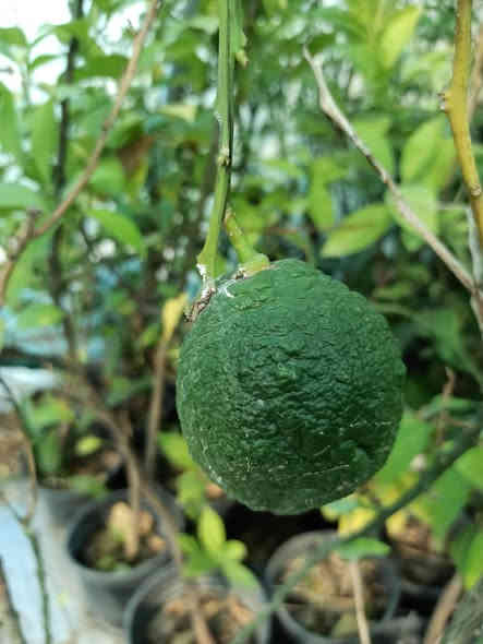 توفرت أشجار الحمضيات 🍋🍊
أحجام مختلفة وجودة عالية جاهزة للزراعة 🌱
📌 متوفرة الآن في بابونج ستور 🌼
للطلب: ***********
