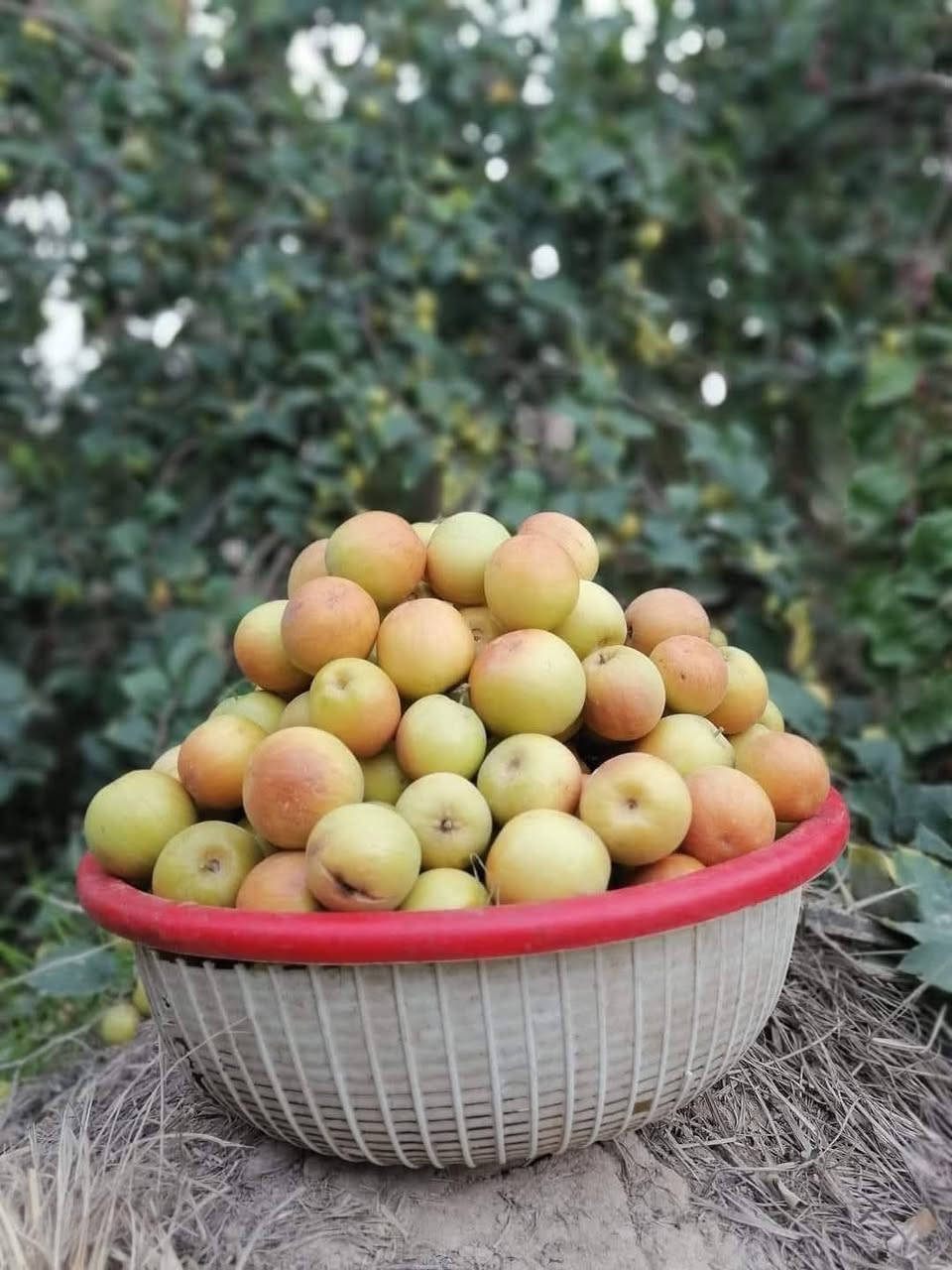 السلام عليكم ورحمة الله وبركاته
للتطعيم بكافه انواعه التفاحي العادي والتفاحي التجاري
الزيتوني والتايلندي العرموطي والباكستاني،
الاتصال ***********
