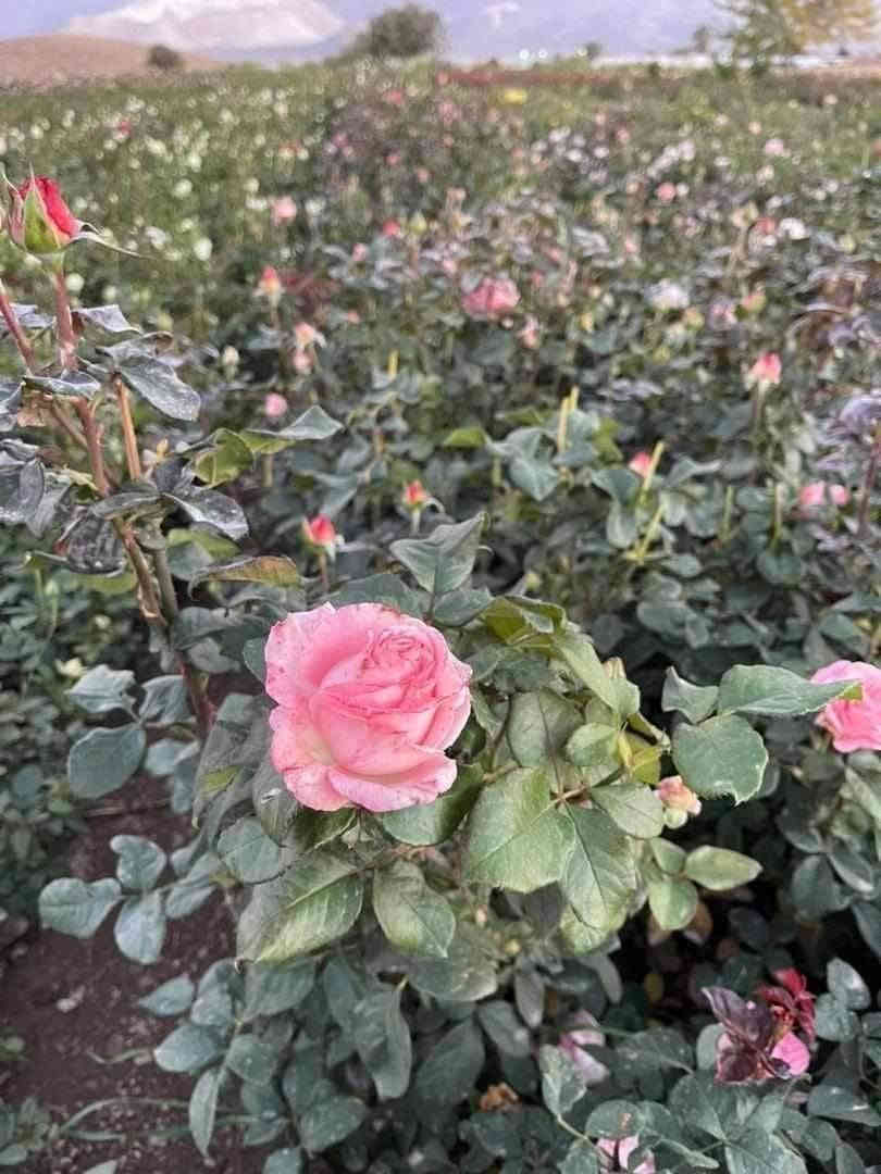 تم وصول وجبه من شتلات ورد جوري تنخيل قطمر ٥ الوان
البيع جمله ومفرد.
سعر ٦٥٠ دينار
للحجز والاستفسار الاتصال على الرقم *********** جاسم الخليفاوي العنوان الخالديه شارع العام مقابل بلديه الخالديه.
