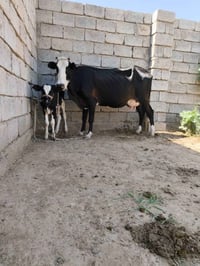 بقرة • دسمة • سديره الفياض