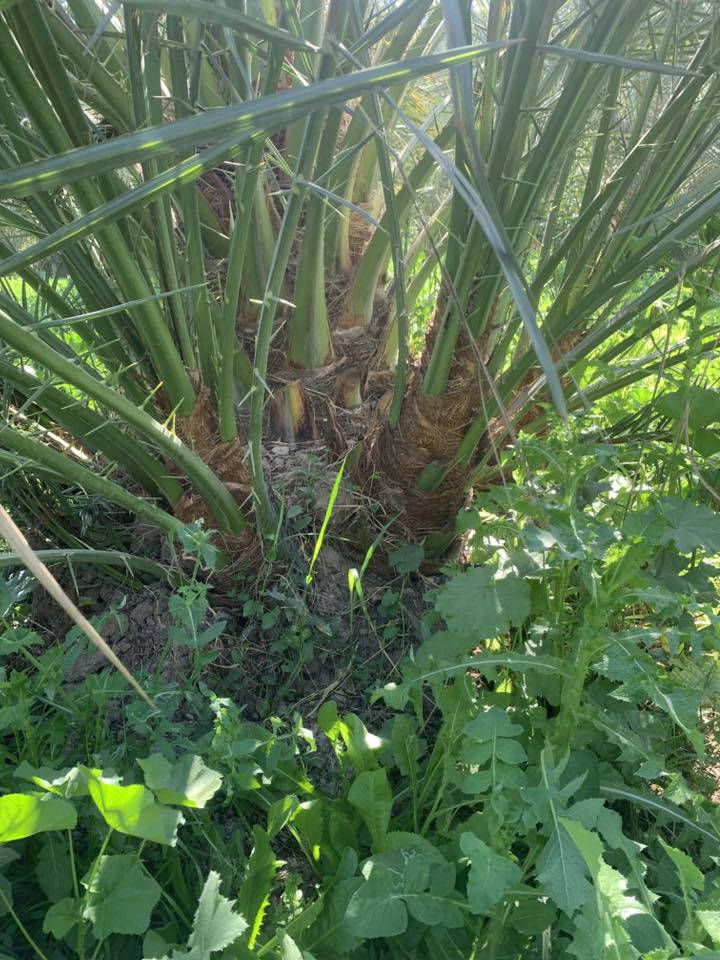 اللهم صل على محمد وآل محمد 
يتوفر لدينا فسائل البرحي النسيجي 
العنوان واسط قضاء الصويرة للاستفسار الاتصال على الارقام التاليه ***********
للعلم القلع بحضور المشتري
